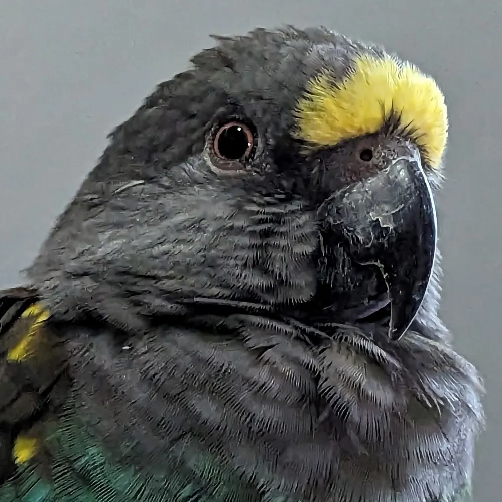 boogers.io's profile picture