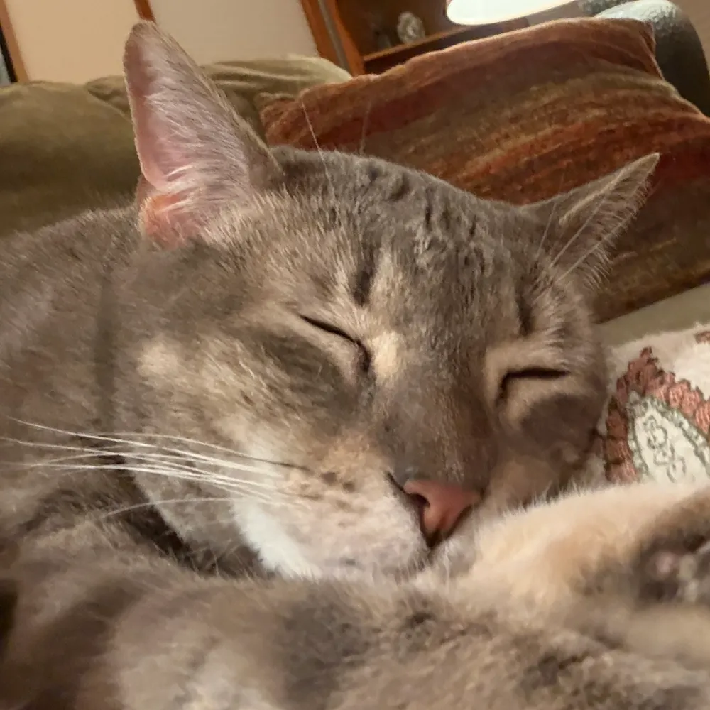 belleab.bsky.social's profile picture