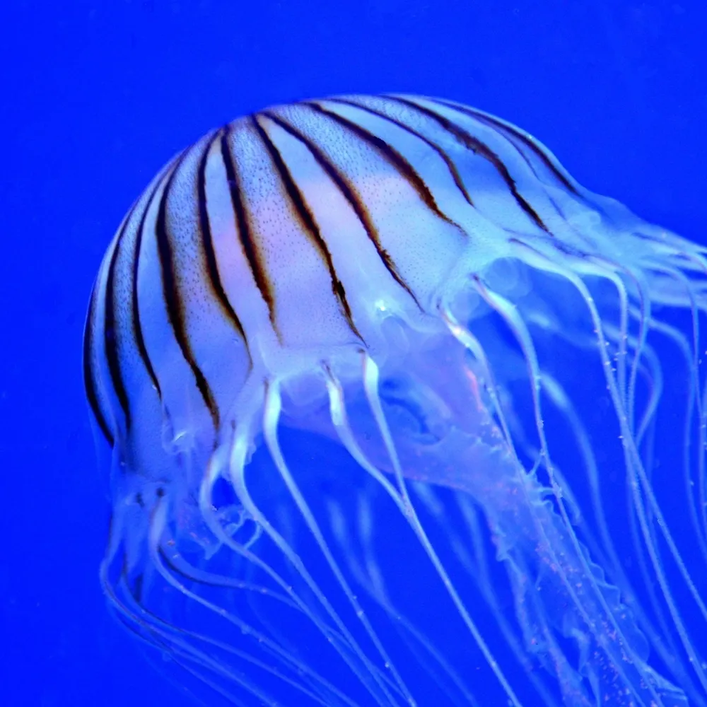 primalzed.bsky.social's profile picture