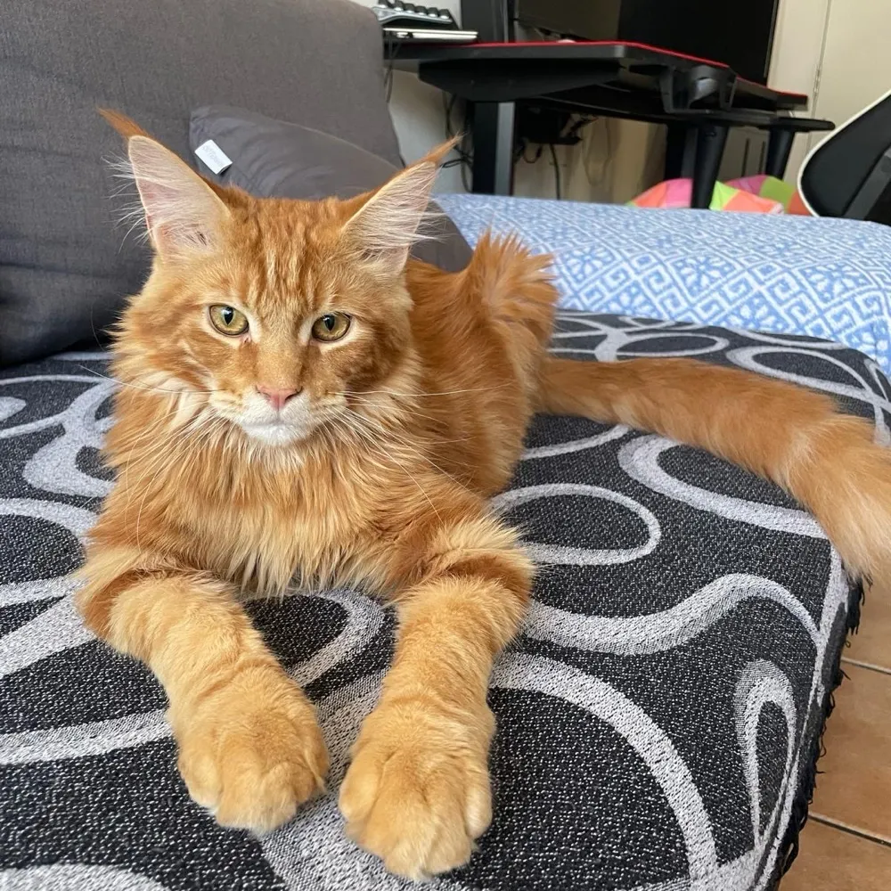 pebsmax.bsky.social's profile picture