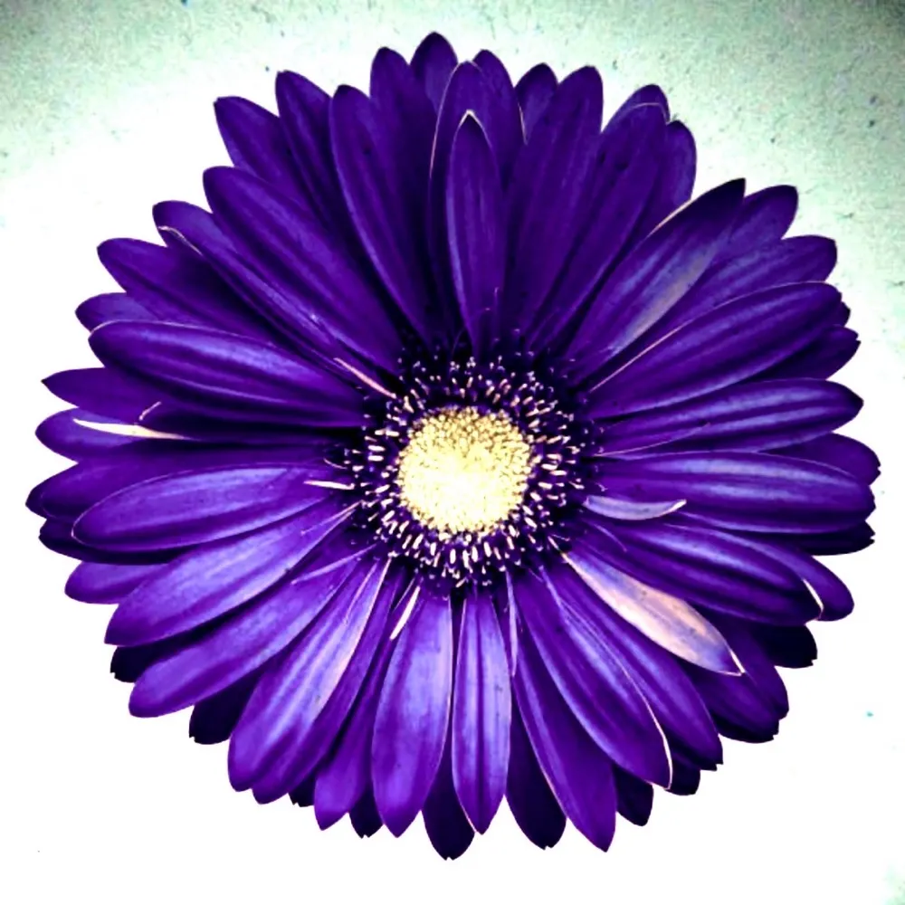 asteraceaeg.bsky.social's profile picture