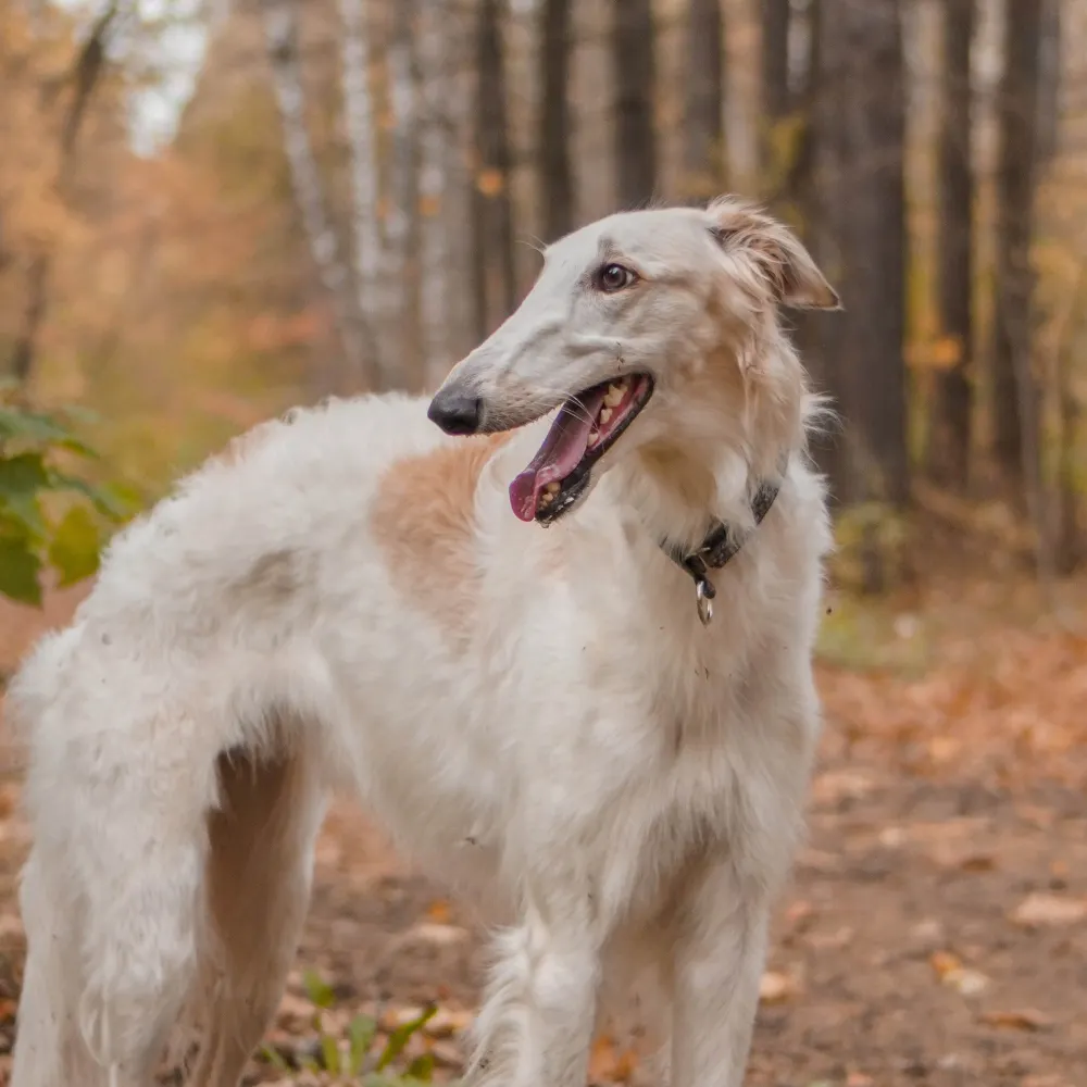 raudegil.bsky.social's profile picture