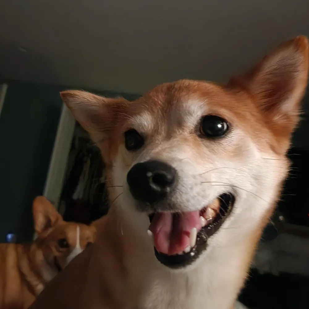 gdekker.io's profile picture