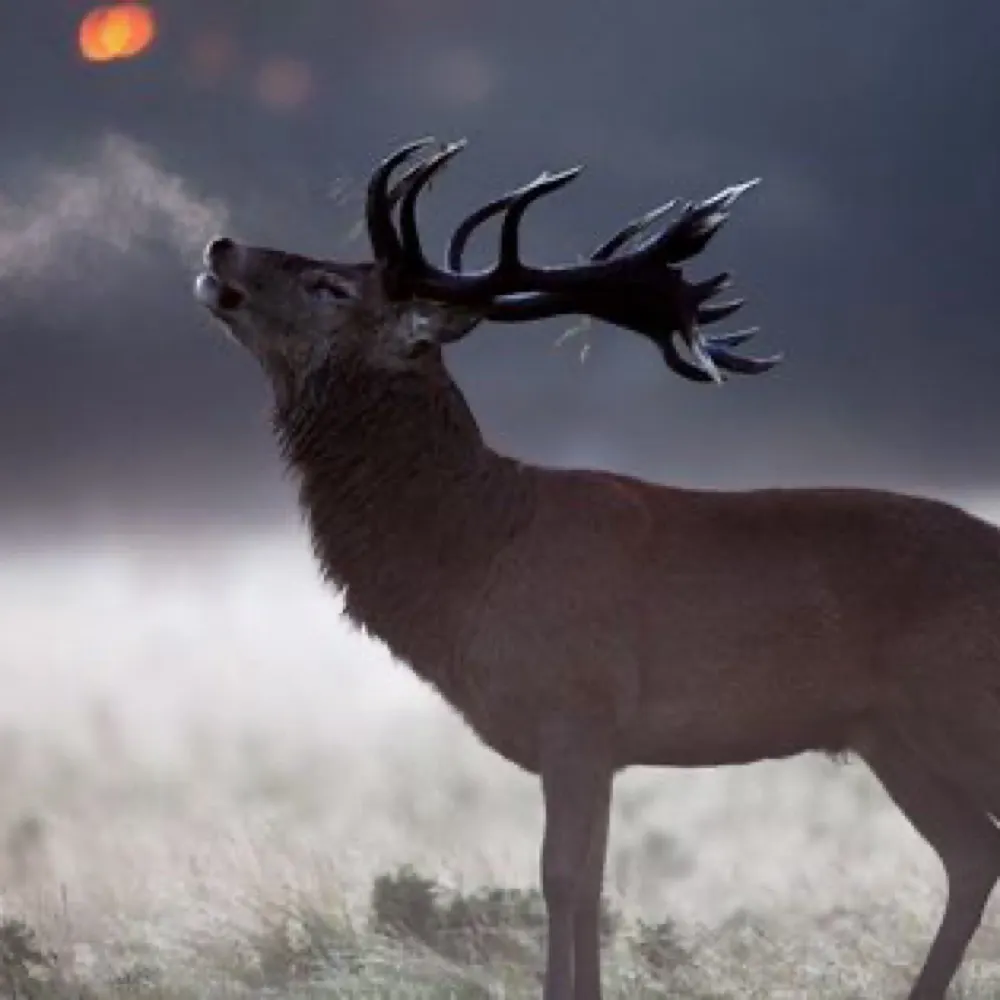 sparklerblue2.bsky.social's profile picture