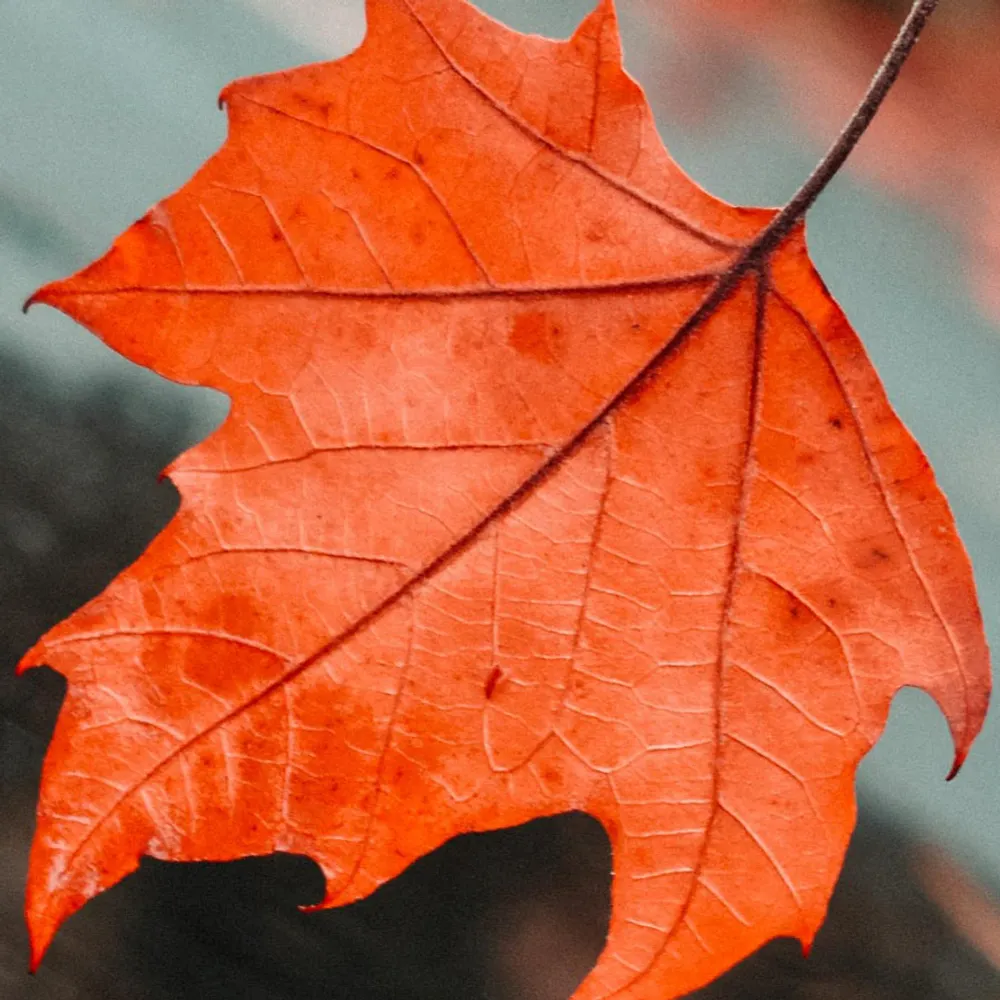 geneseedreams.bsky.social's profile picture