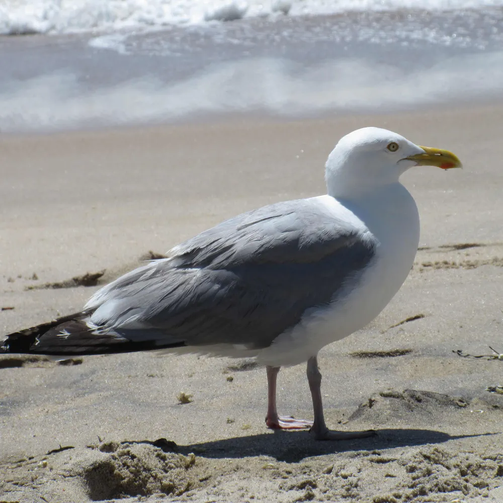 kitty-wampus.bsky.social's profile picture