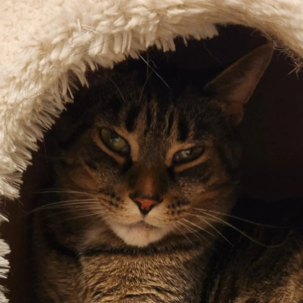 lielac.bsky.social's profile picture