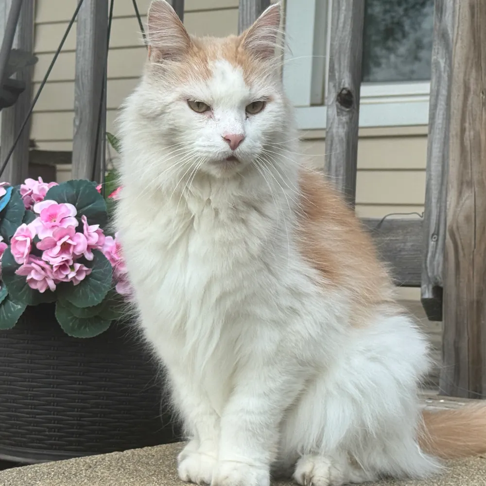 dinseaferno.bsky.social's profile picture