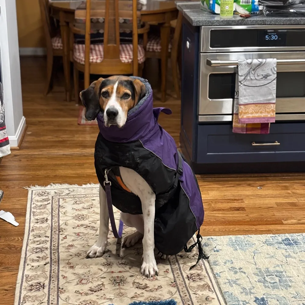 hankthehounddog.bsky.social's profile picture