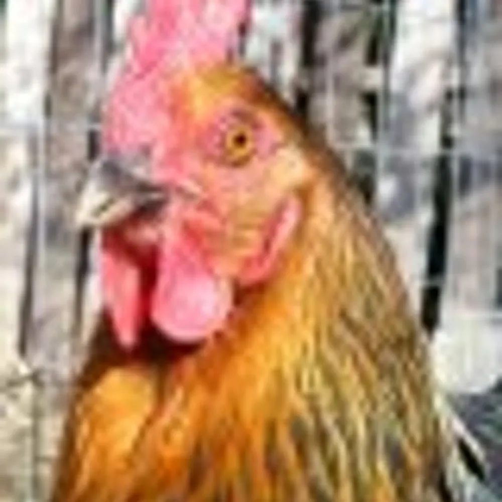 borgly.bsky.social's profile picture