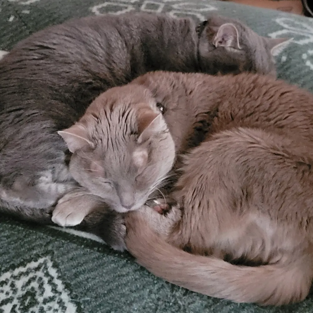 sharkyyyy.bsky.social's profile picture