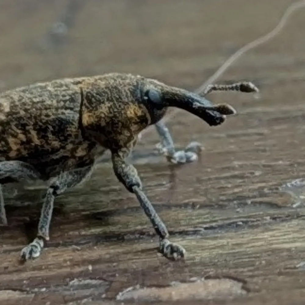 adsteinberg.bsky.social's profile picture