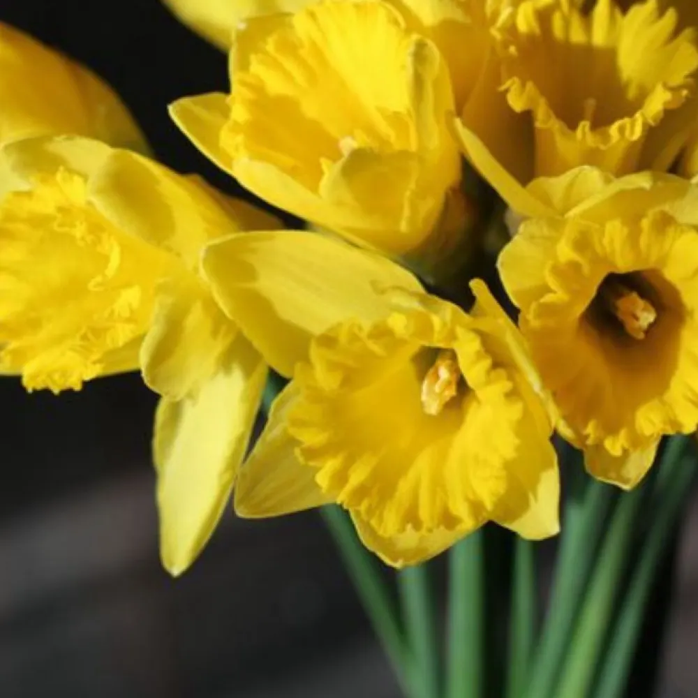 bluestar47.bsky.social's profile picture