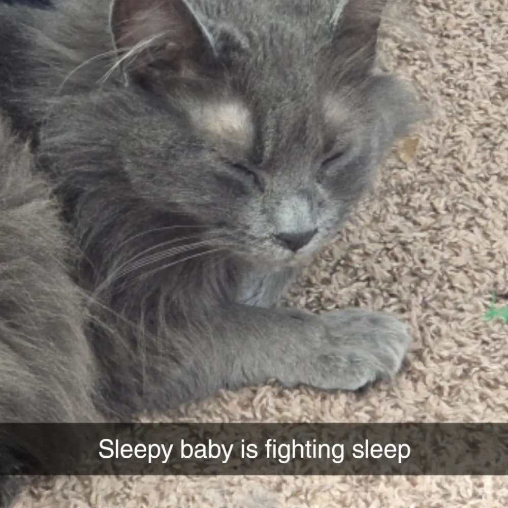 hereforrandomcrap.bsky.social's profile picture