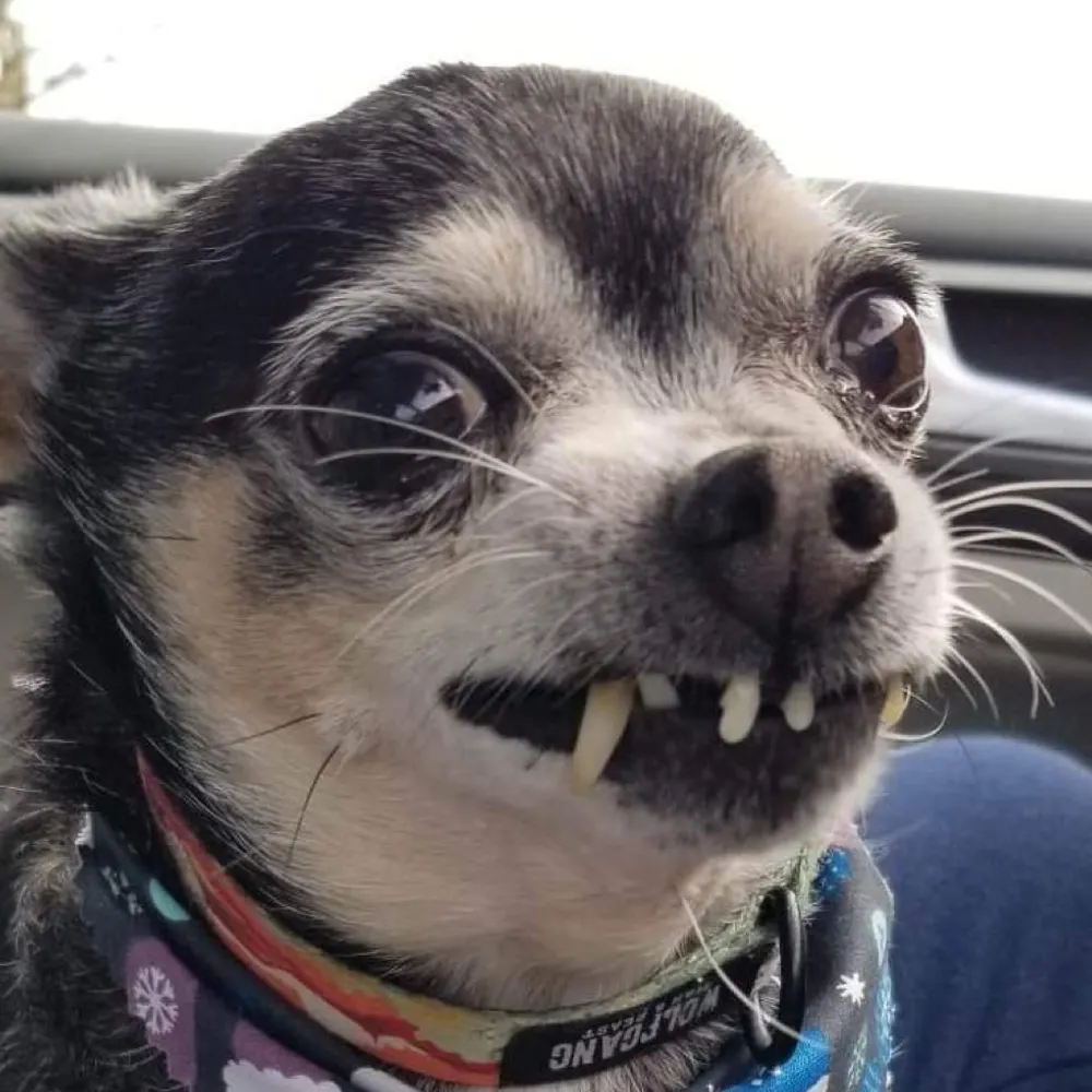 johnnynofooks.bsky.social's profile picture