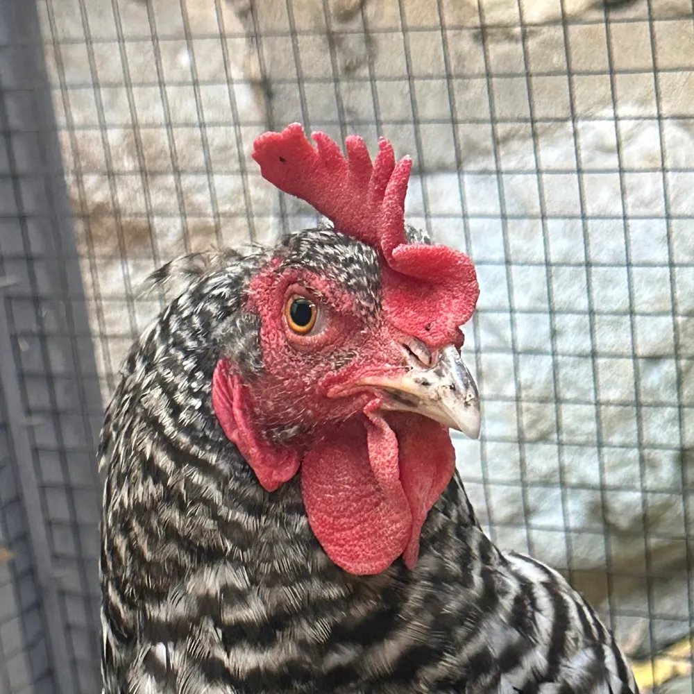 stoduff.bsky.social's profile picture