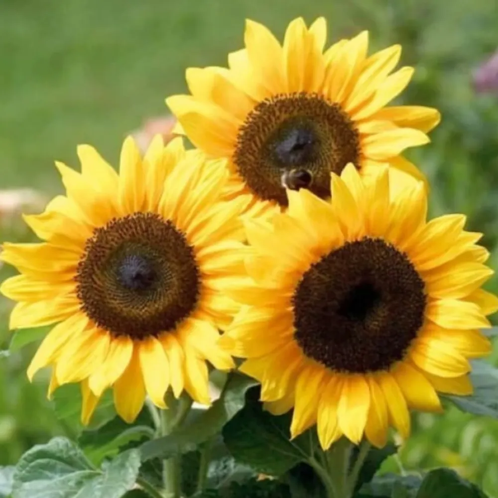 grammaroach.bsky.social's profile picture