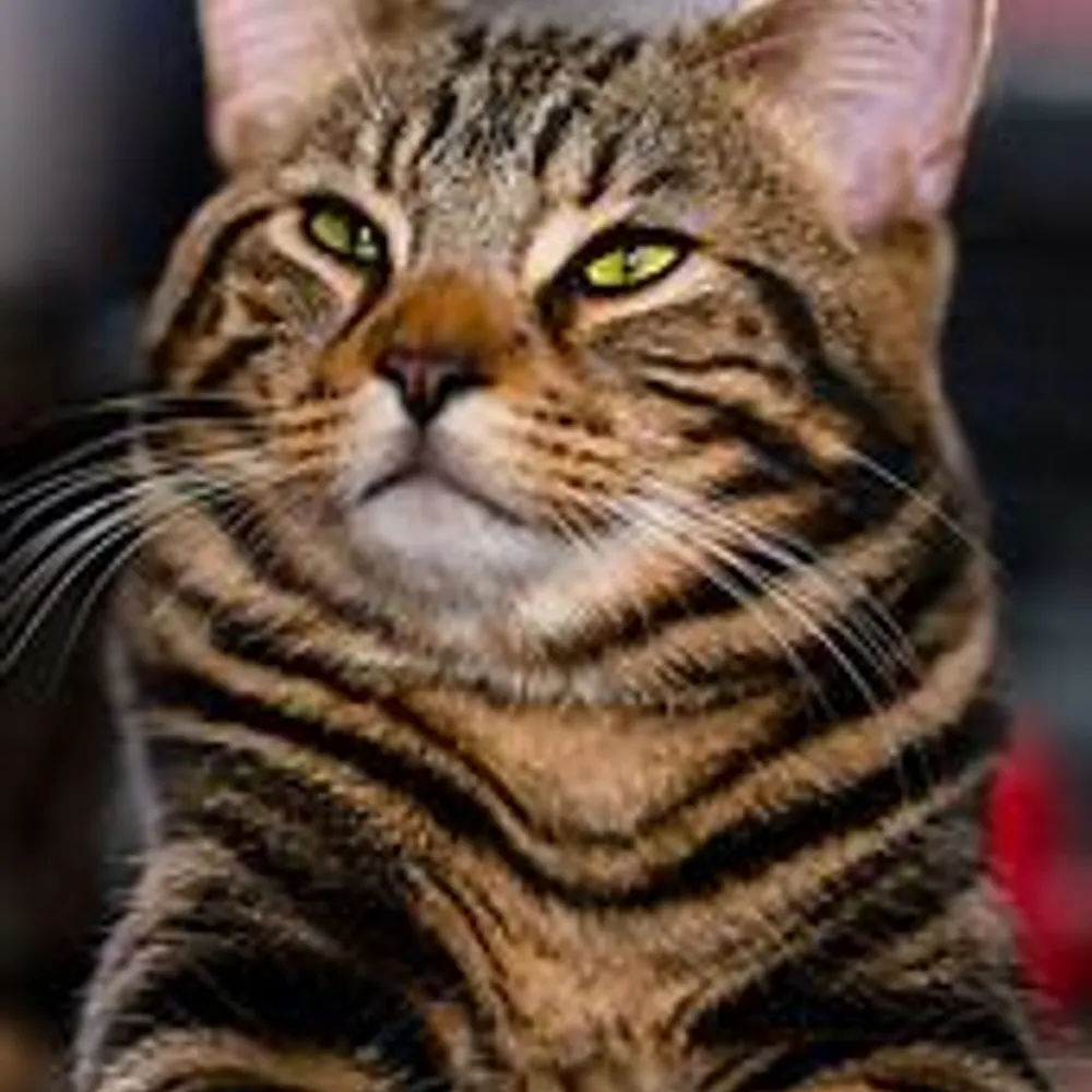 gentlepoet.bsky.social's profile picture