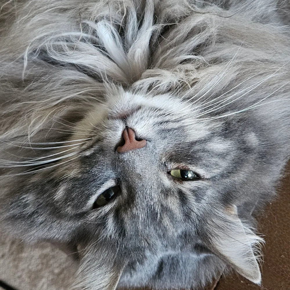 eldukedc.bsky.social's profile picture