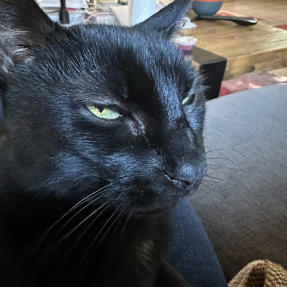 lauracovington.bsky.social's profile picture