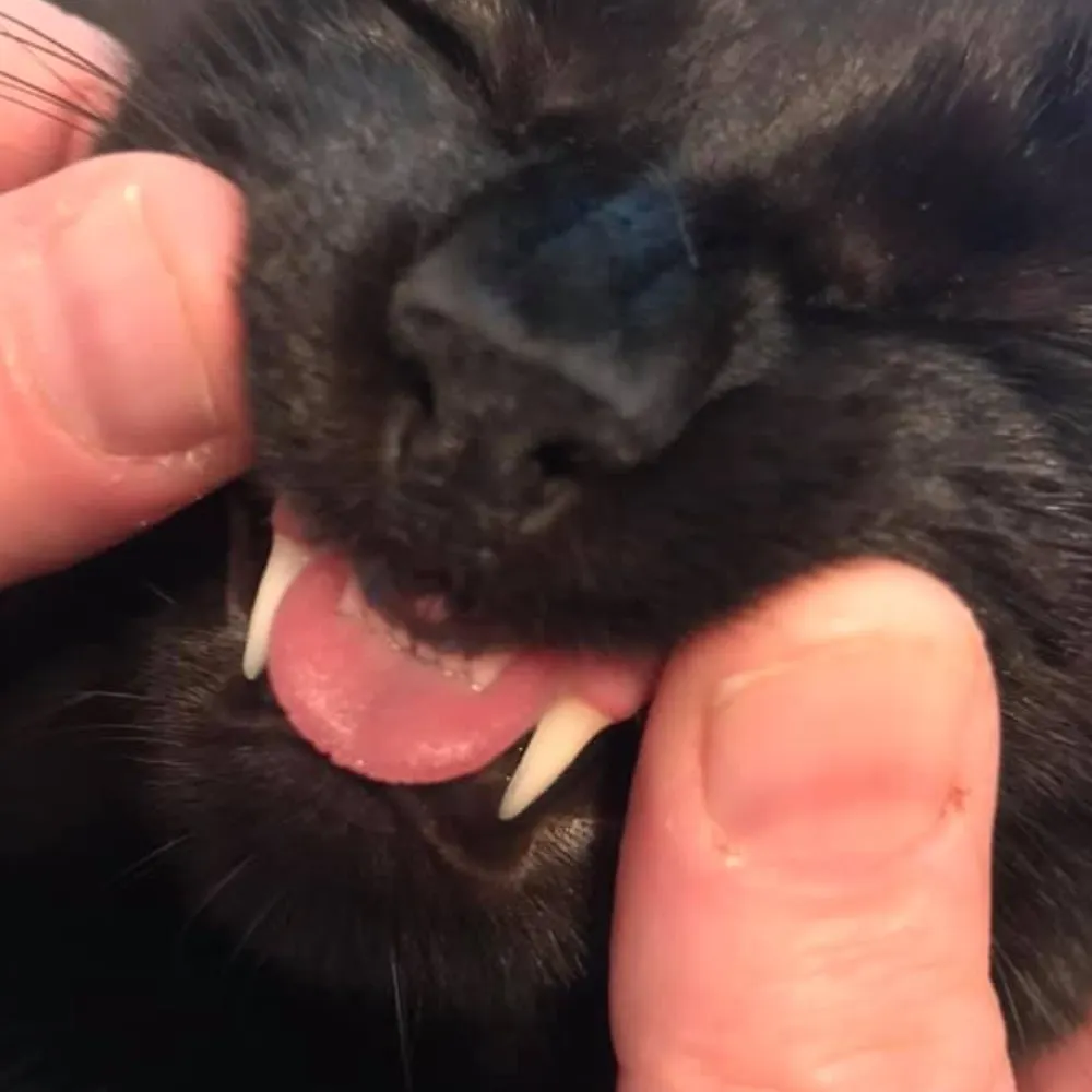 joaquindead.bsky.social's profile picture