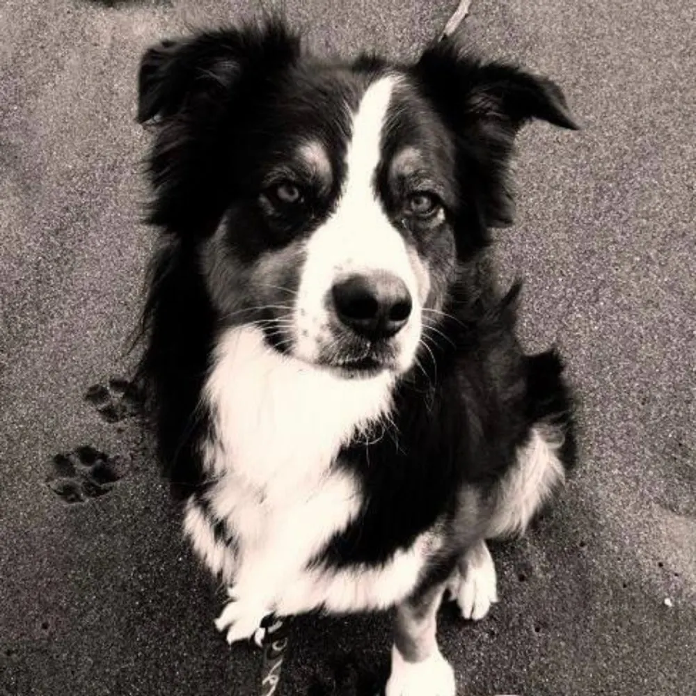 kaightcat.bsky.social's profile picture