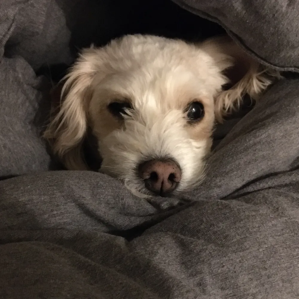 fatcat8dog.bsky.social's profile picture