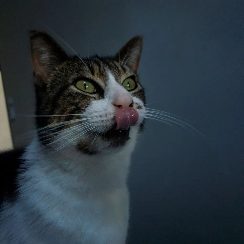 aethien.bsky.social's profile picture