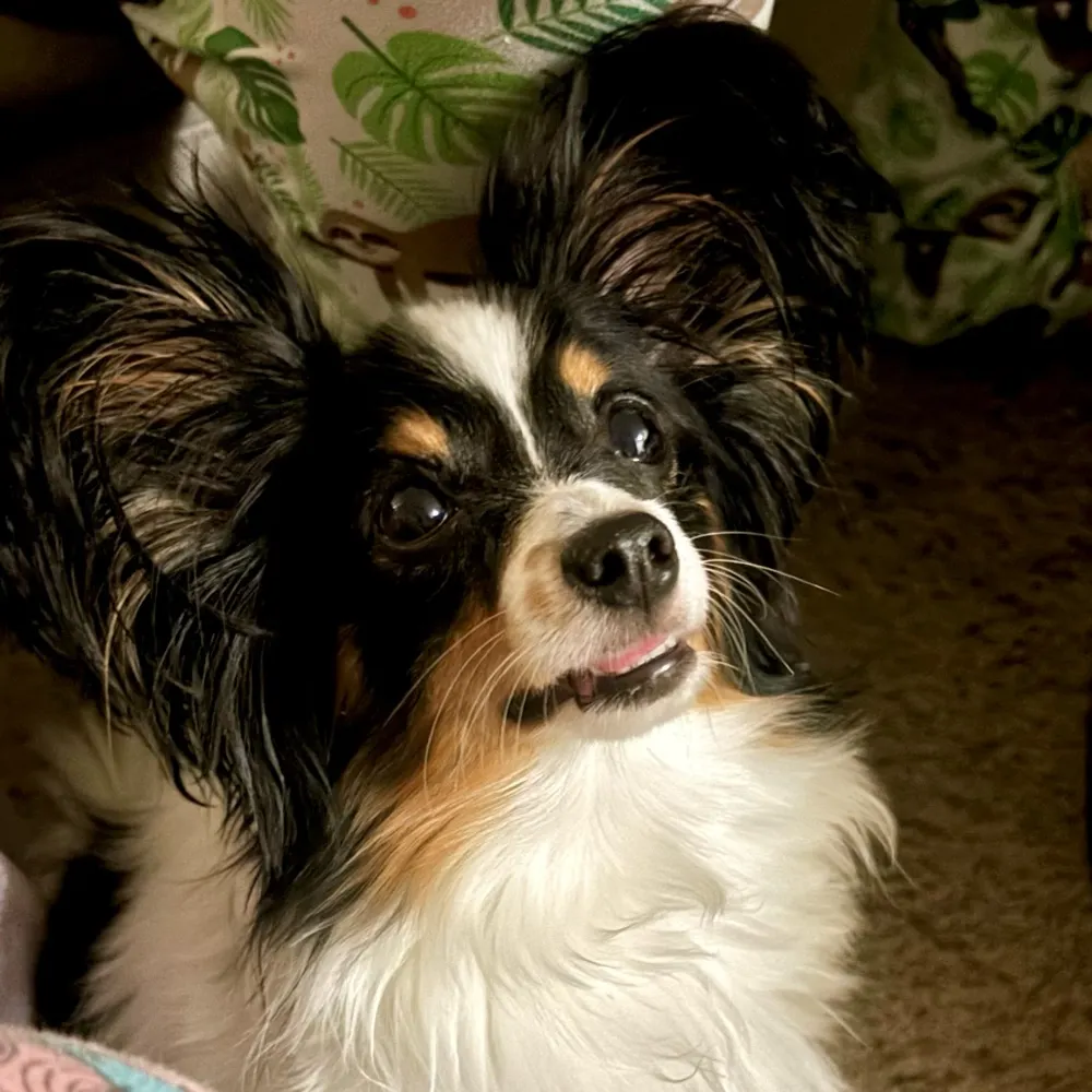 serenemalcontent.bsky.social's profile picture