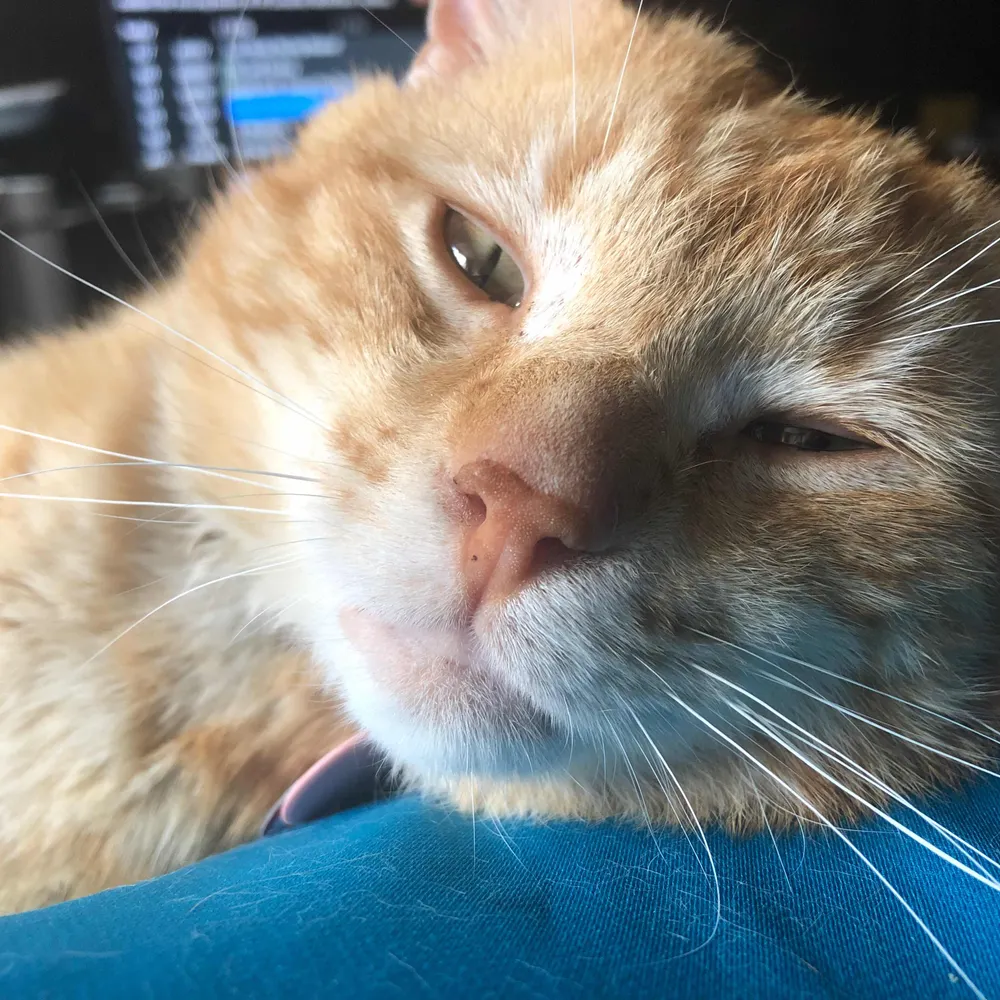 metasnark.bsky.social's profile picture