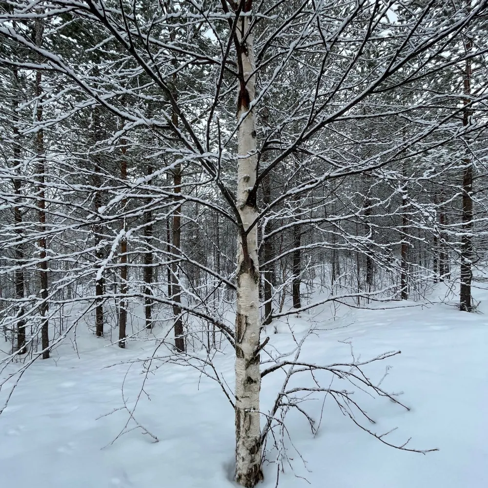 blackbirdsing.bsky.social's profile picture