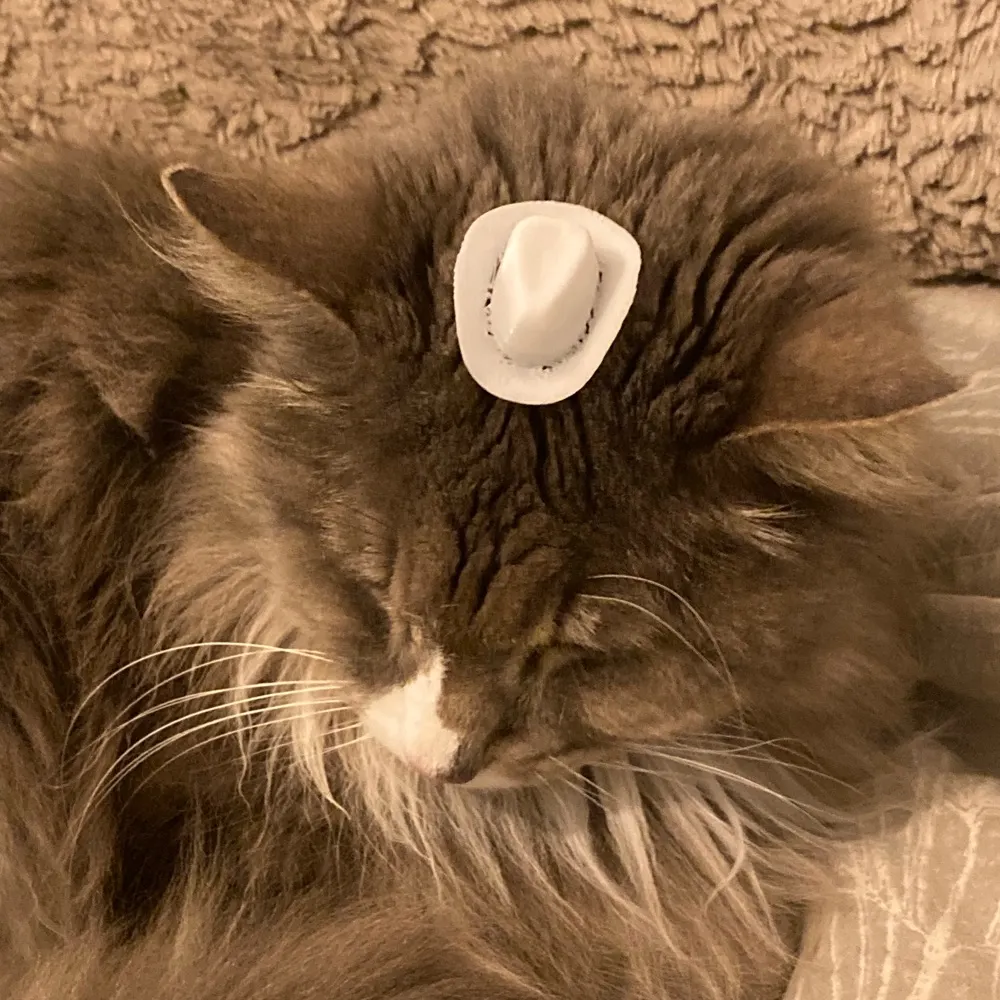 midgie.bsky.social's profile picture