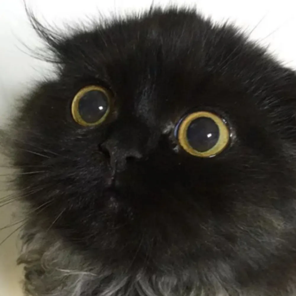 itsmrsomething.bsky.social's profile picture