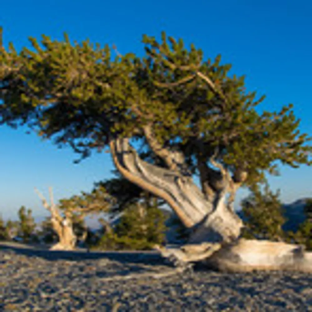 butterflypath.bsky.social's profile picture