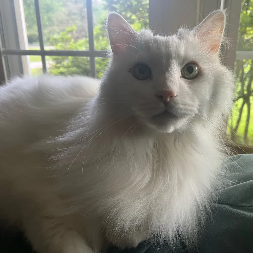 shawnisstilltired.bsky.social's profile picture