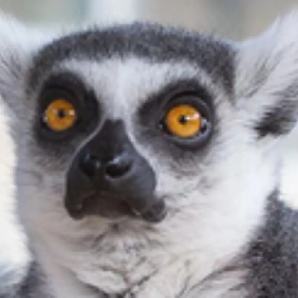 lemurdreamer87.bsky.social's profile picture