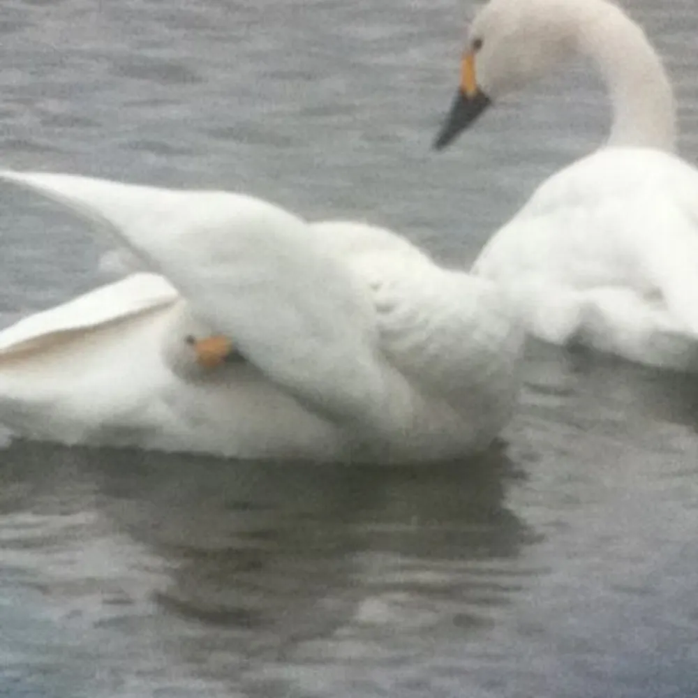 houkimino.bsky.social's profile picture