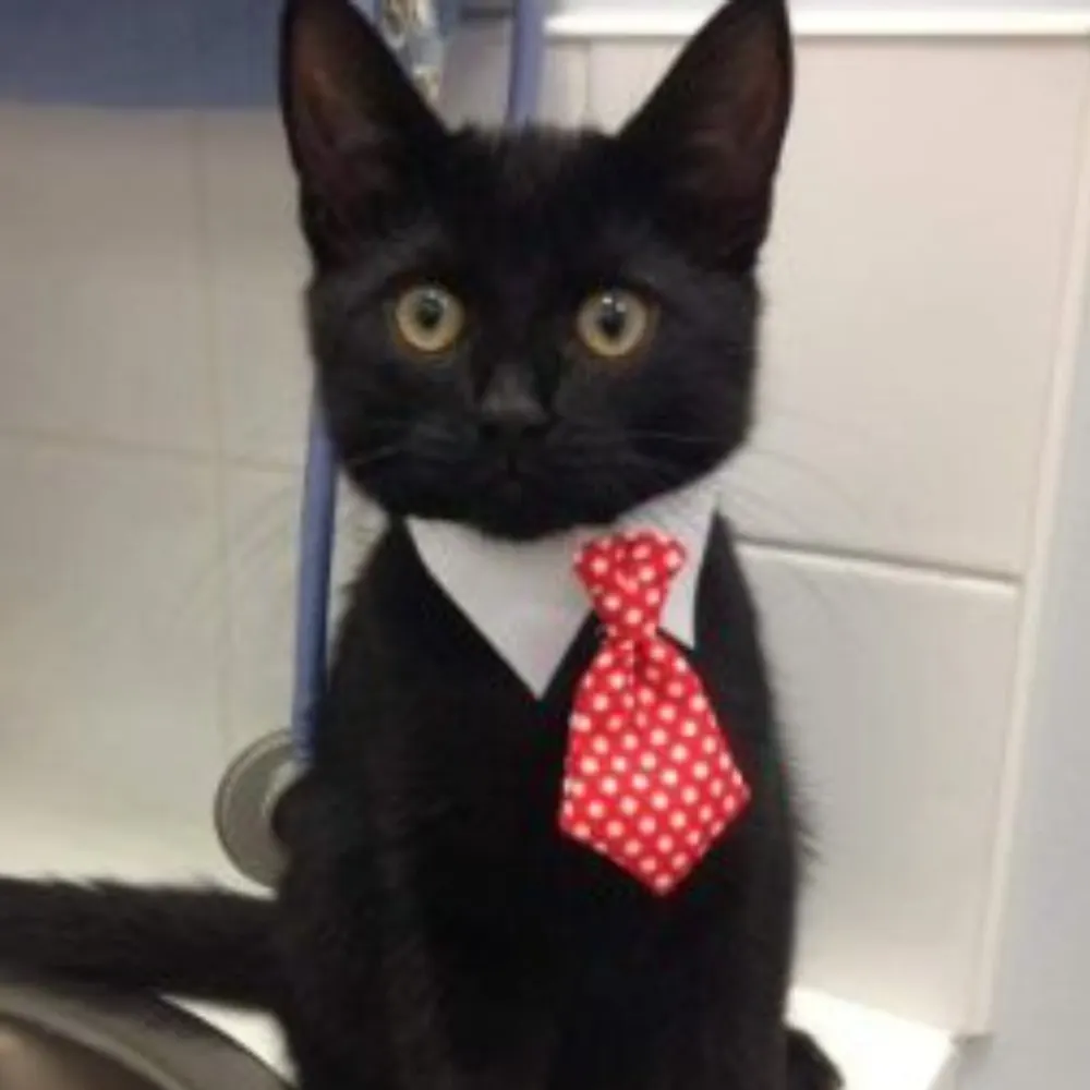 uncoordinatedb.bsky.social's profile picture