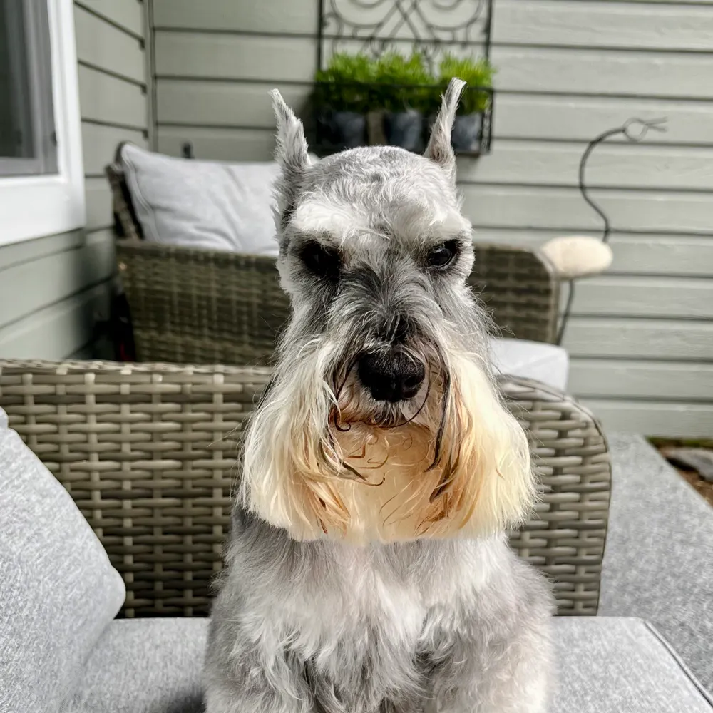 joycomes.bsky.social's profile picture