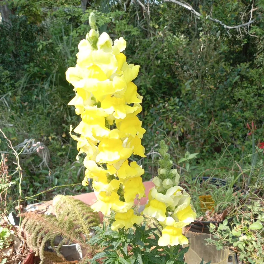 amethystjones1.bsky.social's profile picture