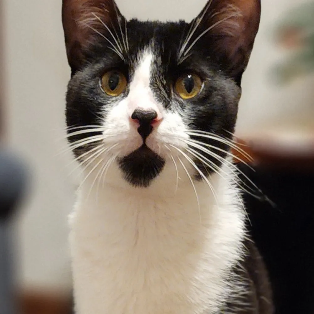 fukuiraptor.bsky.social's profile picture