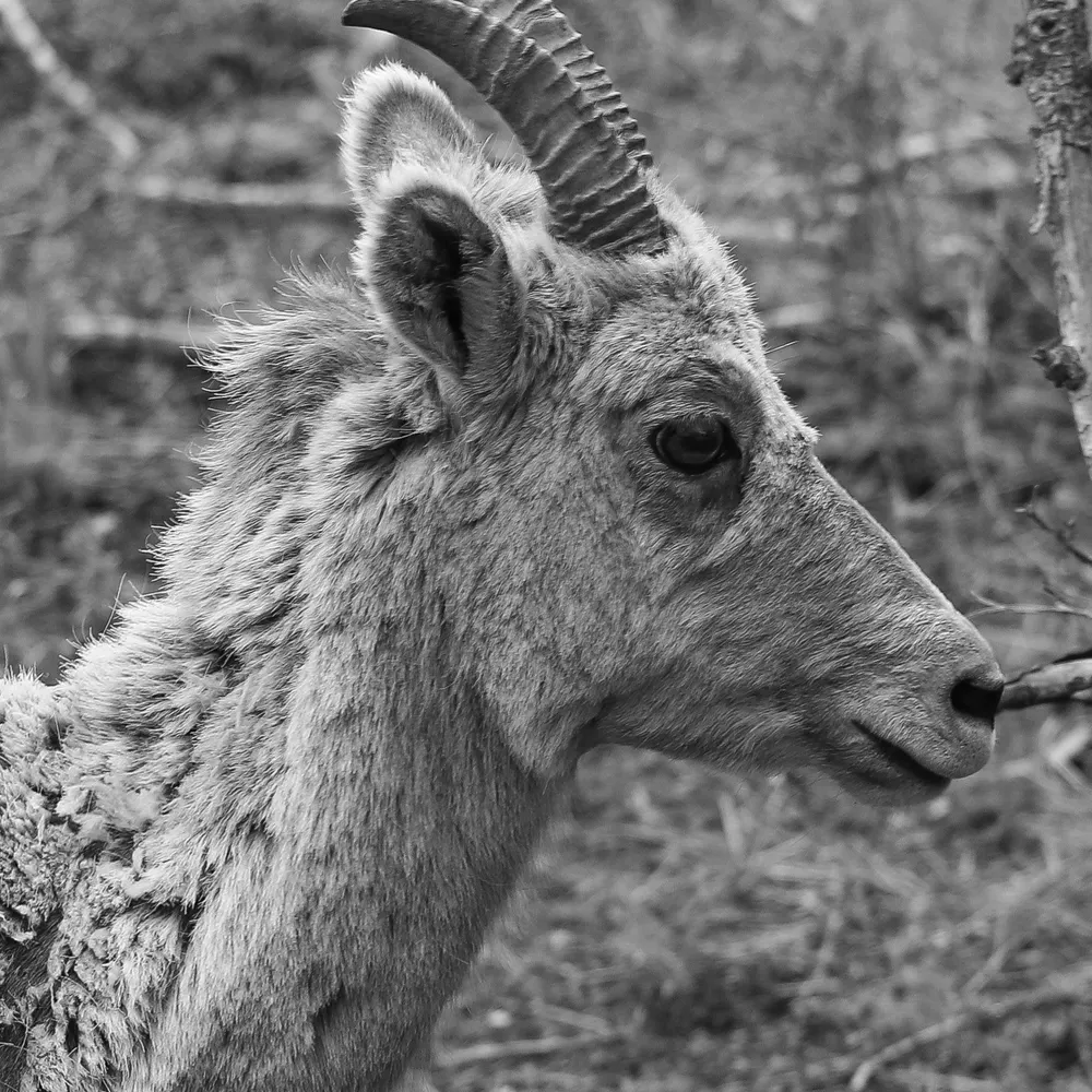 mabinogi62.bsky.social's profile picture