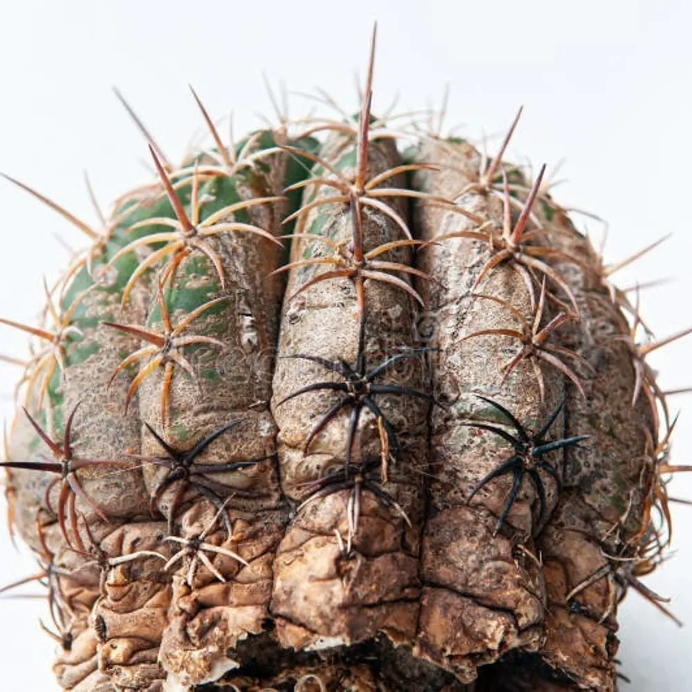 rootrot1519.bsky.social's profile picture