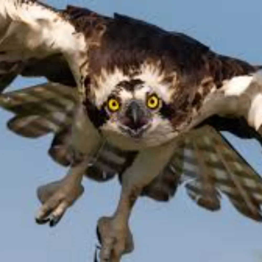 birdsortrains.bsky.social's profile picture