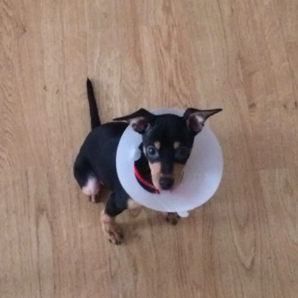 emperor-dan.bsky.social's profile picture