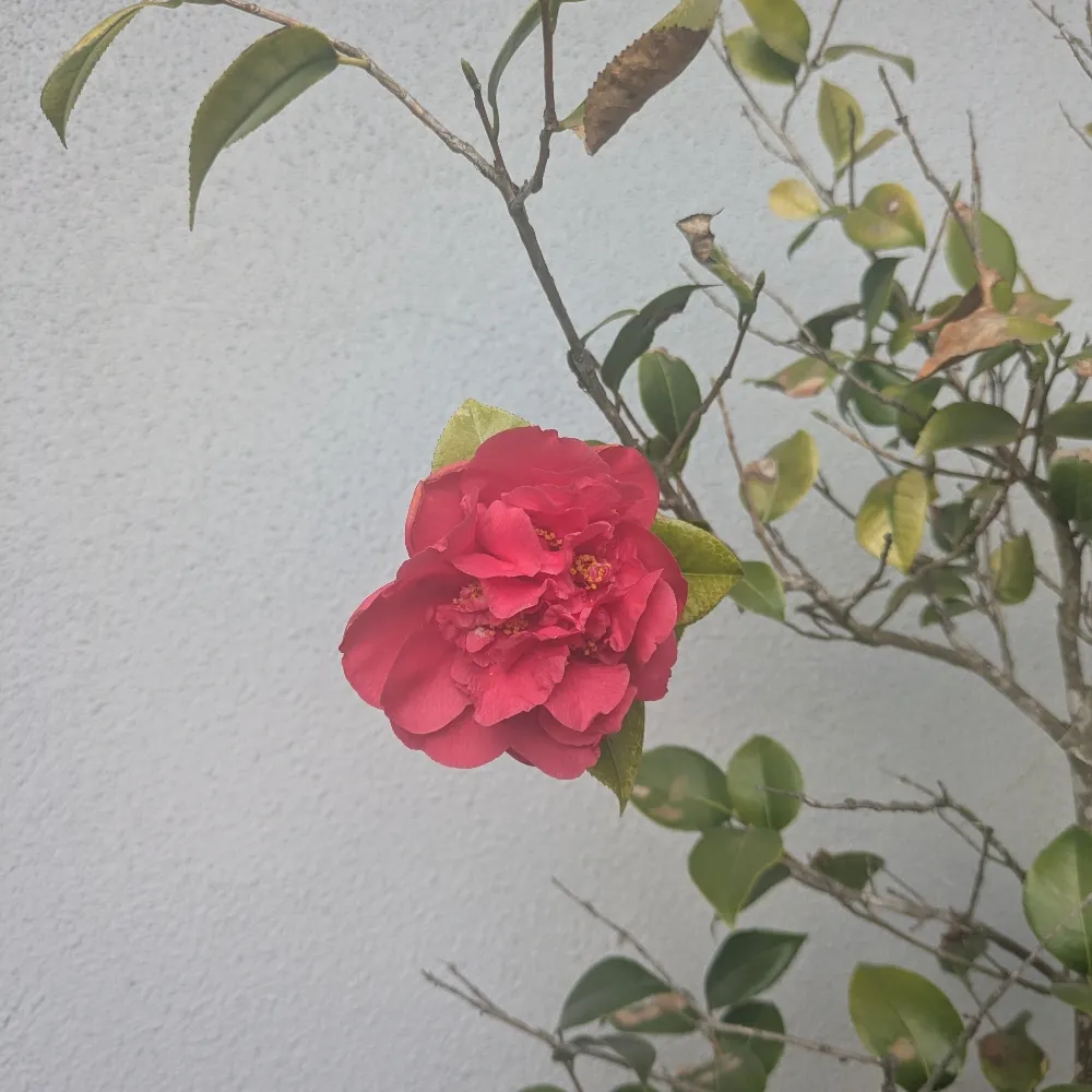 bruingrrrl.bsky.social's profile picture