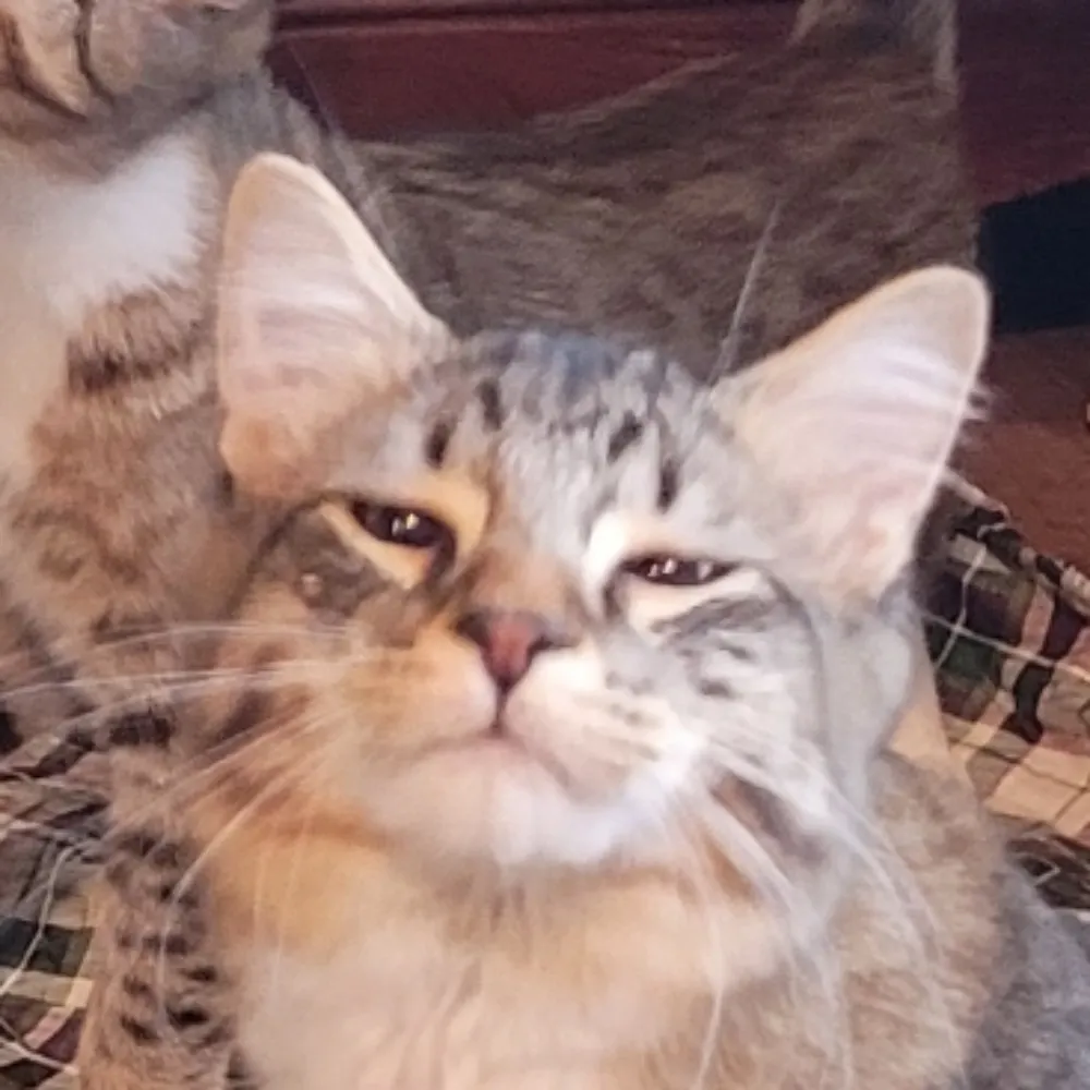 cooptimo.bsky.social's profile picture