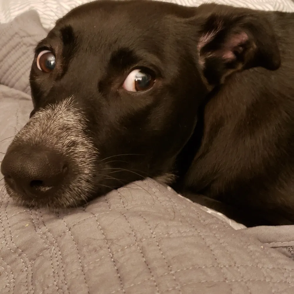 morelikeapuddle.bsky.social's profile picture