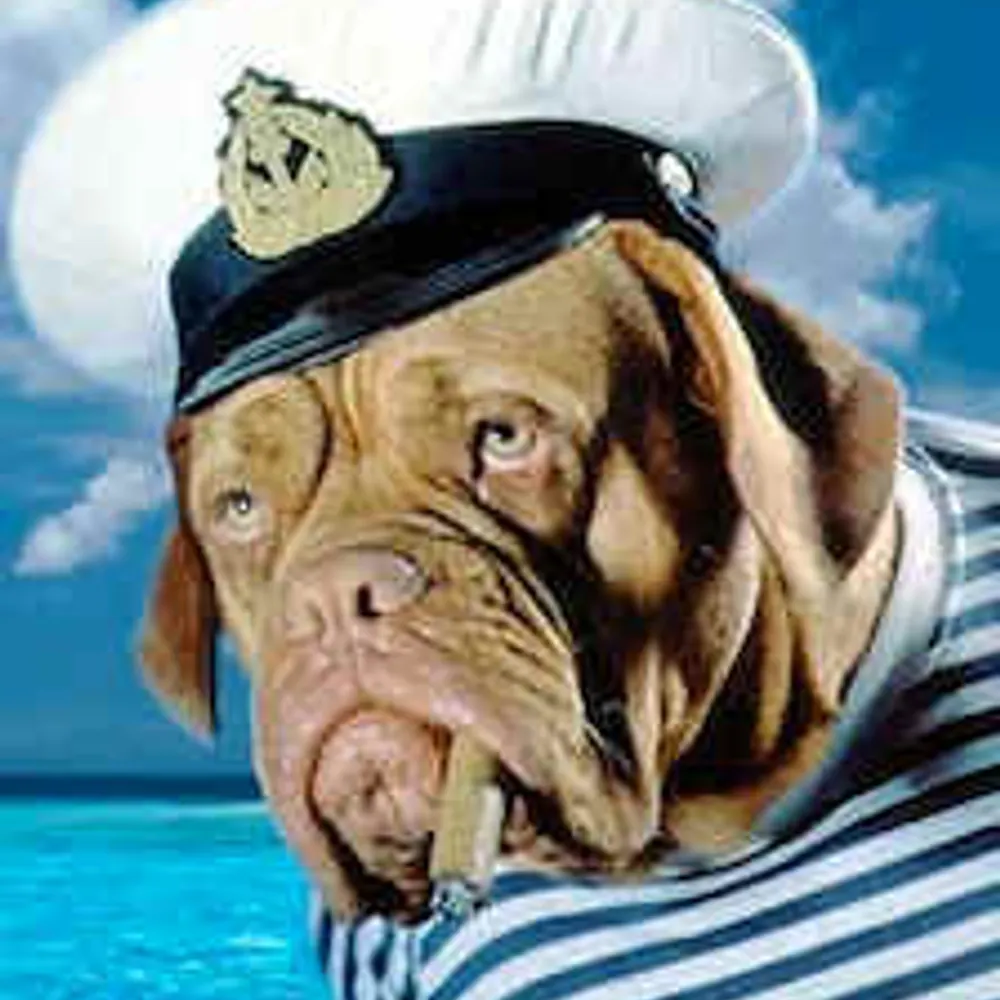 cdog62.bsky.social's profile picture