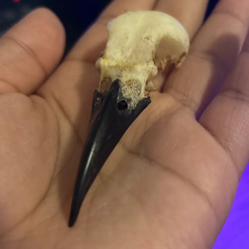 corvo674.bsky.social's profile picture